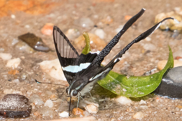 Lamproptera meges virescens-7573 - Doi-Suthep - 10/03/23