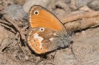 Coenonympha corinna-8682
