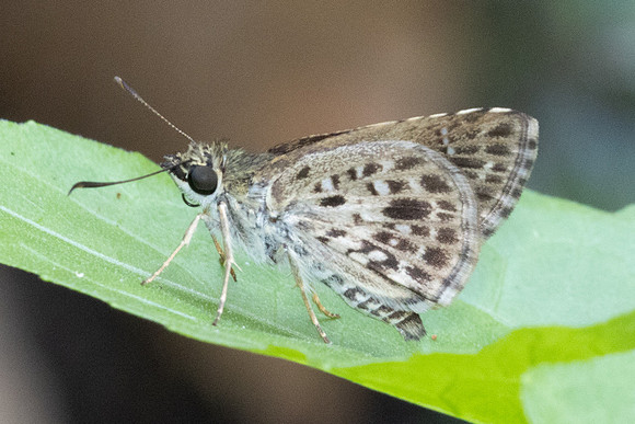 Sovia albipectus-5865 - Doi-Suthep - 25/03/24
