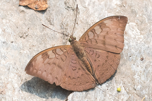 Tanaecia jahnu-6450 - Doi-Suthep - 14/03/23