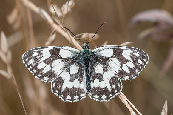 Melanargia galathea-2619 - Fontibre - 3/08/13