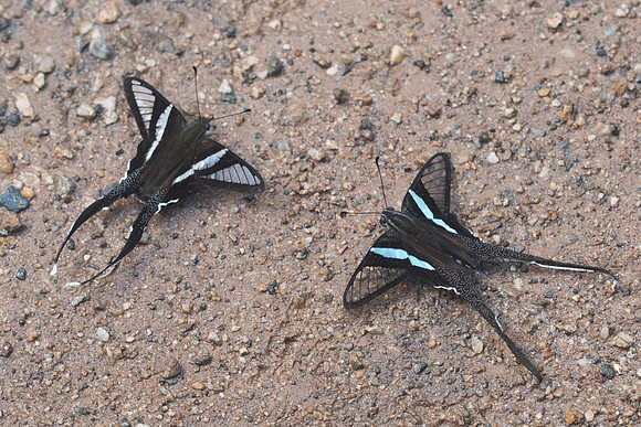 Lamproptera curius et meges- Chiang Dao -14/11/23 -8870