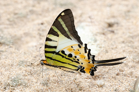 Graphium antiphates -1898 - Chiang Dao - 17/03/24