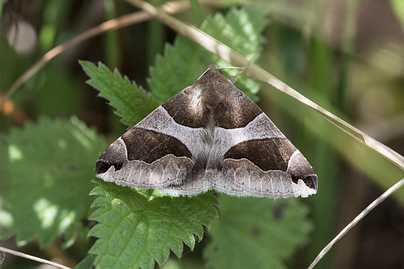 Dysgonia algira - Précy