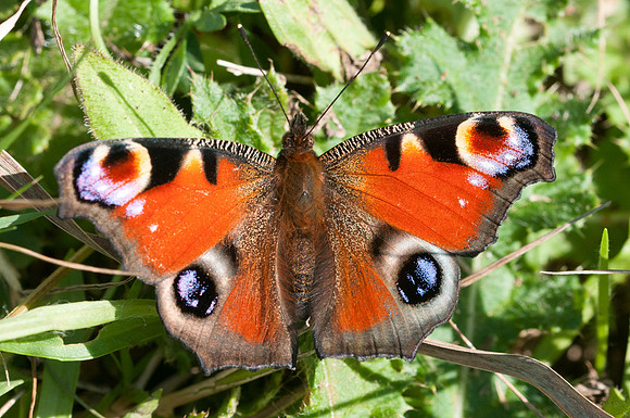 Aglais io 5366 - Espagne - 14/08/2013