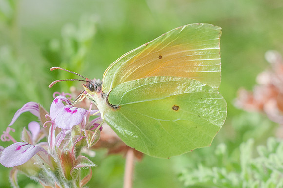 Gonepteryx cleopatra - Sardaigne