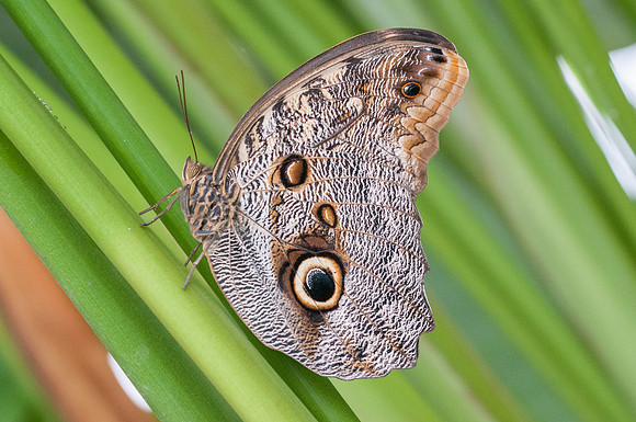 Caligo teucer-5