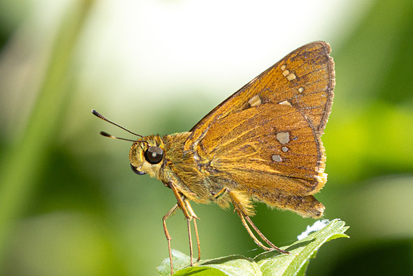 Polytremis discreta -4943 - Doi Inthanon - Siribhume waterfall - 23/03/24