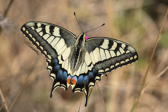 Papilio machaon-0904 Arbonne la forêt - 23/08/2018