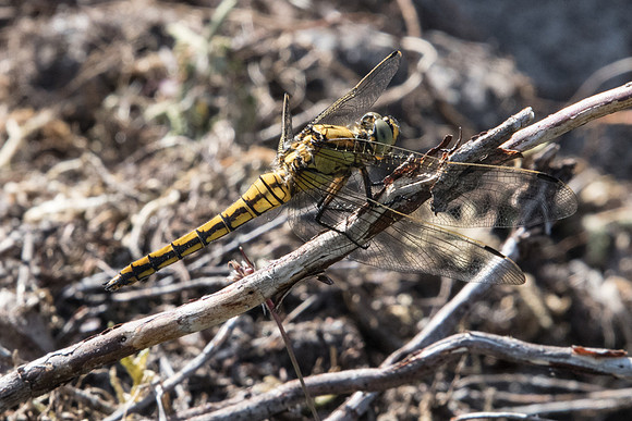 Orthetrum cancellatum -2861 Arbonne la forêt