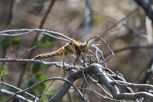 Orthetrum cancellatum_2858 - Arbonne la forêt