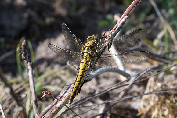 Orthetrum cancellatum_2863 - Arbonne la forêt
