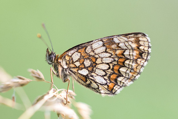 Melitaea athalia - Fontainebleau - 29/06/18