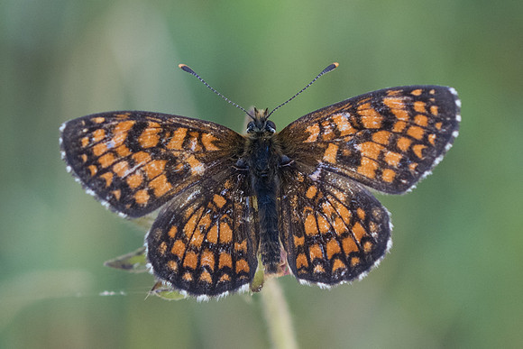 Melitaea athalia ssp celadussa (Mélitée de Fruhstorfer) 5397 - Cipières - 5/07/20