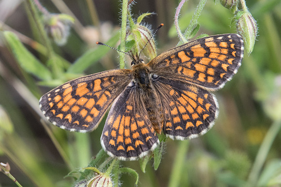 Melitaea athalia ssp celadussa-5742  - Gréolières - 26/06/20
