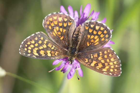 Melitaea athalia ssp celadussa 5741 - Cipieres - 5/07/20