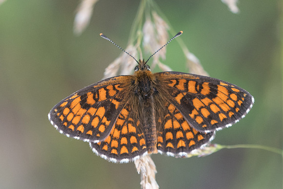 Melitaea athalia ssp celadussa-3965 - Rimplas - 25/06/21