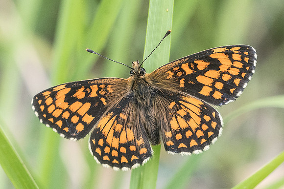 Melitaea athalia ssp celadussa-4179 - Rimplas - 25/06/21