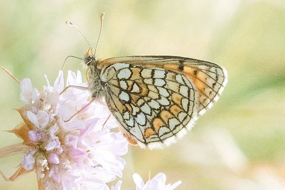 Melitaea athalia - 5586 Err (Puigmal) - 19/07/23