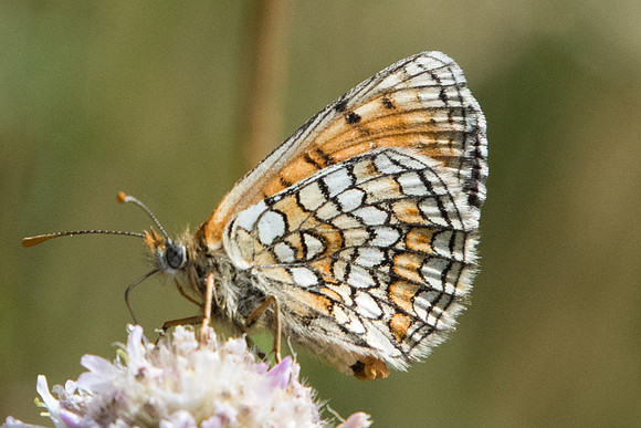 Melitaea athalia - 5600 - Err (Puigmal) - 19/07/23