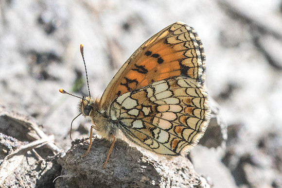 Melitaea athalia ssp celadussa-2900 - Beuil - 25/06/21