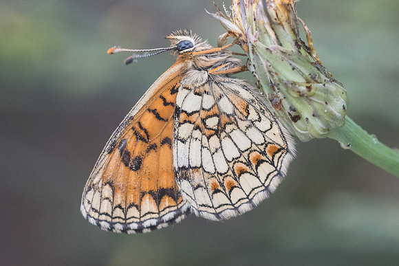 Melitaea athalia ssp celadussa -6299 - Col de sansa (Real) - 21/07/23