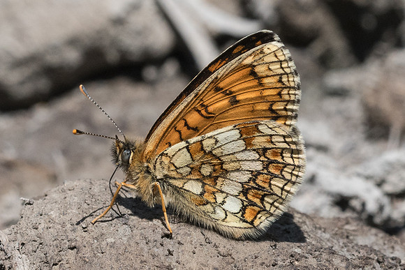 Melitaea athalia ssp celadussa-2941 - Beuil - 25/06/21