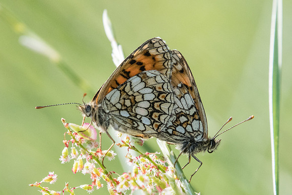 melitaea athalia ssp celadussa-5801 - Gréolières - 26/06/20