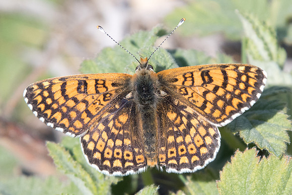 Melitaea cinxia-5205 -  Digne les bains - 20/04/2019