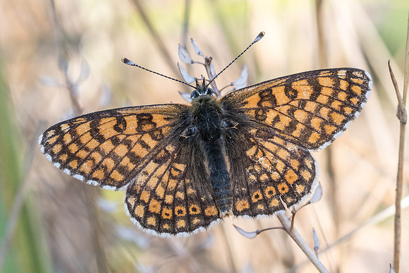 Melitaea cinxia-9377 -Fontainebleau - 14/08/19