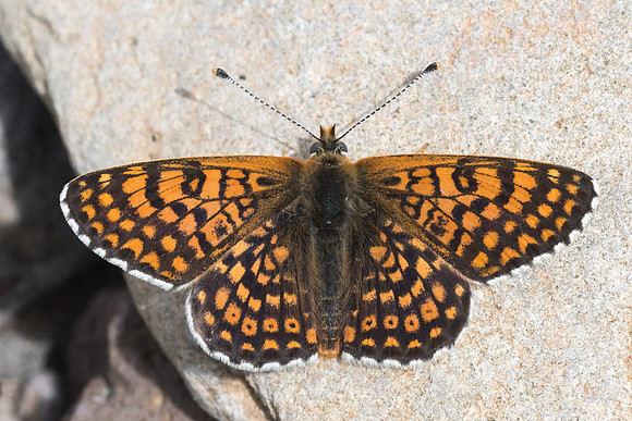 Mélitaea cinxia -9556 - Evenos - 15/04/21