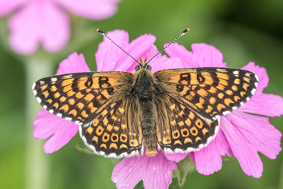 Melitaea cinxia-6362