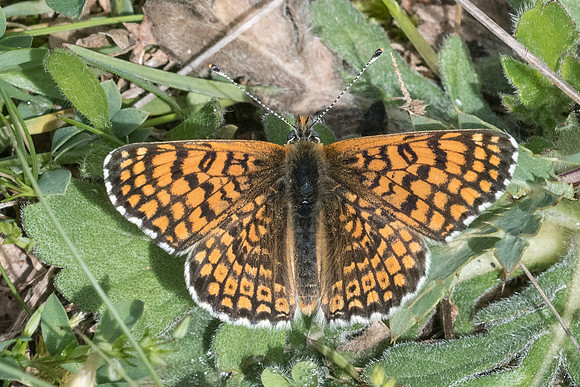 Melitaea cinxia-6815 - Cipières -  15/5/21
