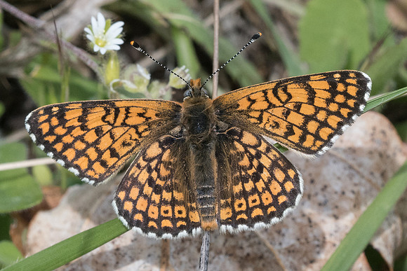 Melitaea cinxia-7453 - Cipières - 15/05/21