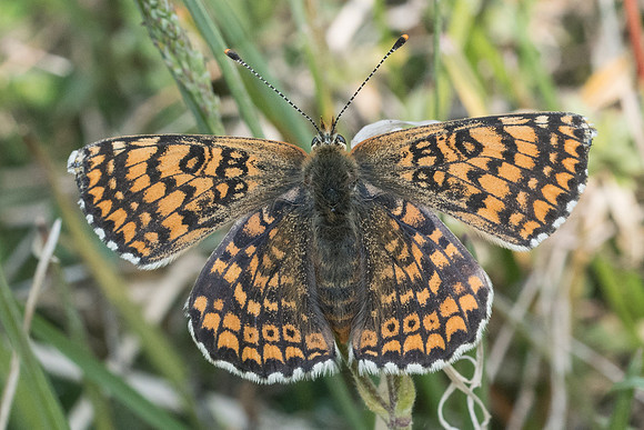 Melitaea cinxia-4666 - Fontainebleau - 30/04/22