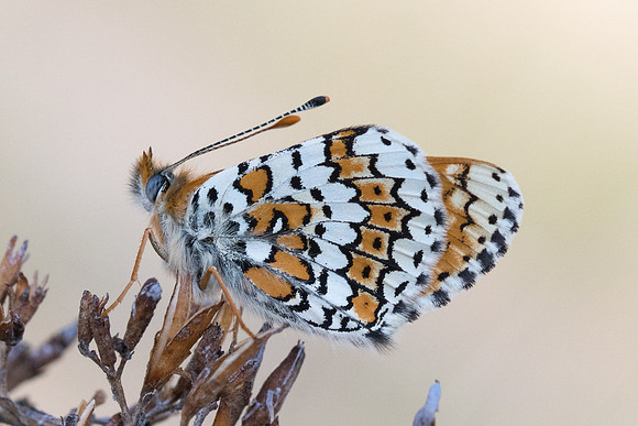 Melitaea cinxia-5137 - Digne les bains - 20/04/19