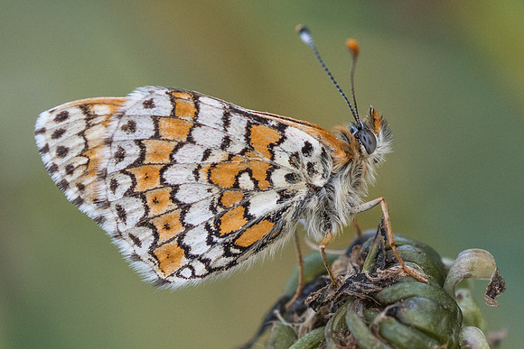 Melitaea cinxia-4005 - Digne-les-bains - 19/04/19