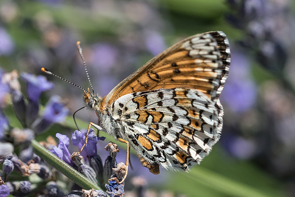 Melitaea cinxia-7486 - Cluny  - 11/07/15