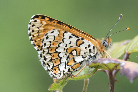 Melitaea cinxia-7561 - Cipières - 15/05/21