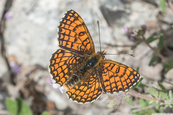 Melitaea deione (Melitée des linaires)-7753 - Cipières - 15/05/21