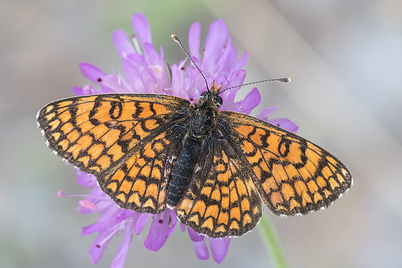 Melitaea deione --6758 - Rimplas - 27/06/21