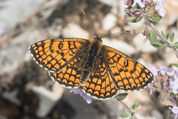 Melitaea deione-7749 - Cipières - 15/05/21