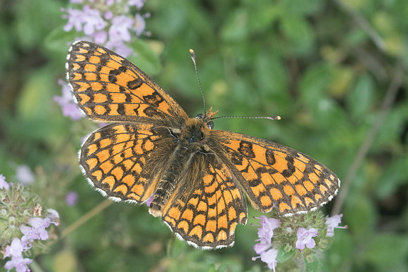 Melitaea deione-6387 Col de sansa (Real) 21/07/23