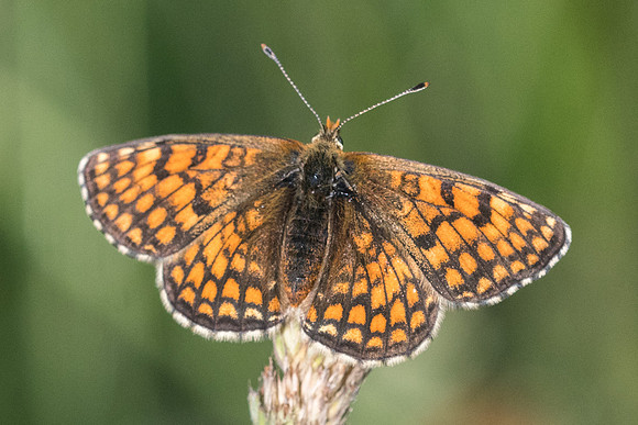 Melitaea deione 7004 Bolquere 22/07/23