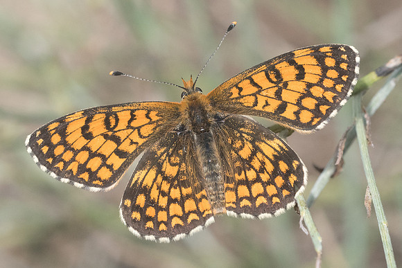 Melitaea deione id? -6377 - Col de sansa (Real) 21/07/23