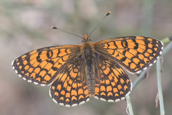 Melitaea deione id? -6380 Col de sansa (Real) 21/07/23