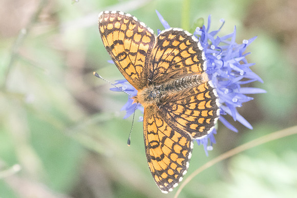 Melitaea deione id? -6346 Col de sansa (Real) - 21/07/23