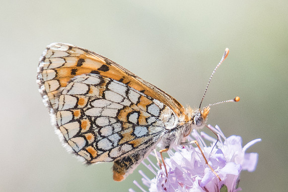 Melitaea deione  -1590 - Route Eus-Sournia - 15/07/23