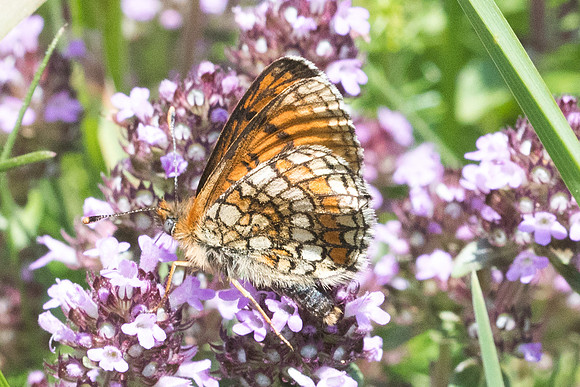 Melitaea deione - 6493 - Col de Sansa (Real) 21/07/23