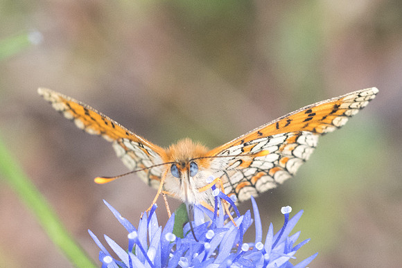 Melitaea deione-6357 Col de Sansa (Real) - 21/07/23